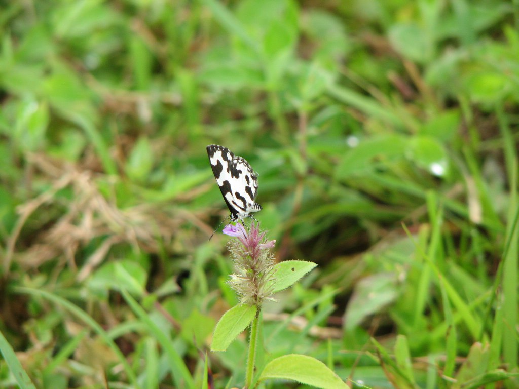 Angled Pierrot foraging on flower